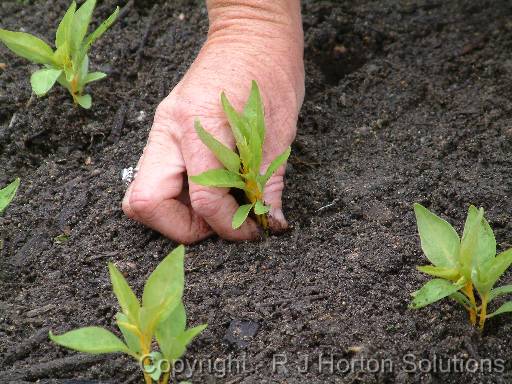 Planting Hand 